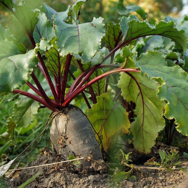 Beets