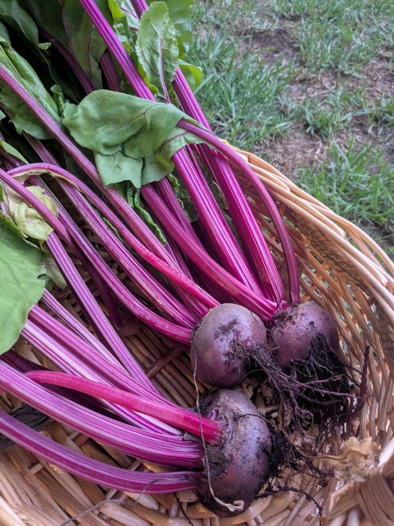 Beets For Quick Roots