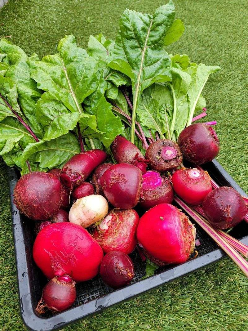 Beets For Roots And Greens Beets For Roots And Greens