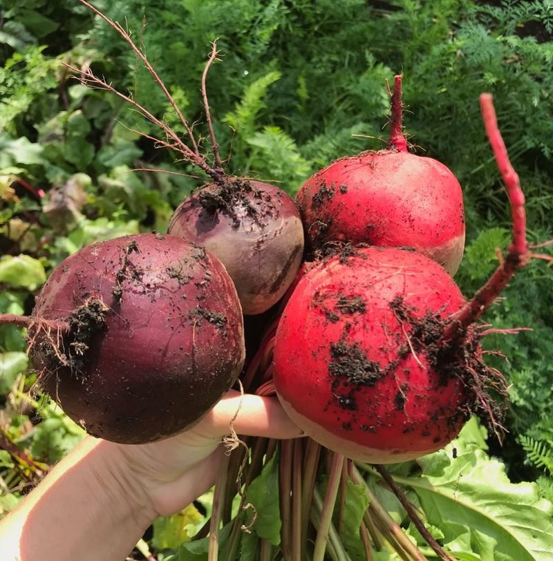 Beets Form Better Roots In Cooling Soil