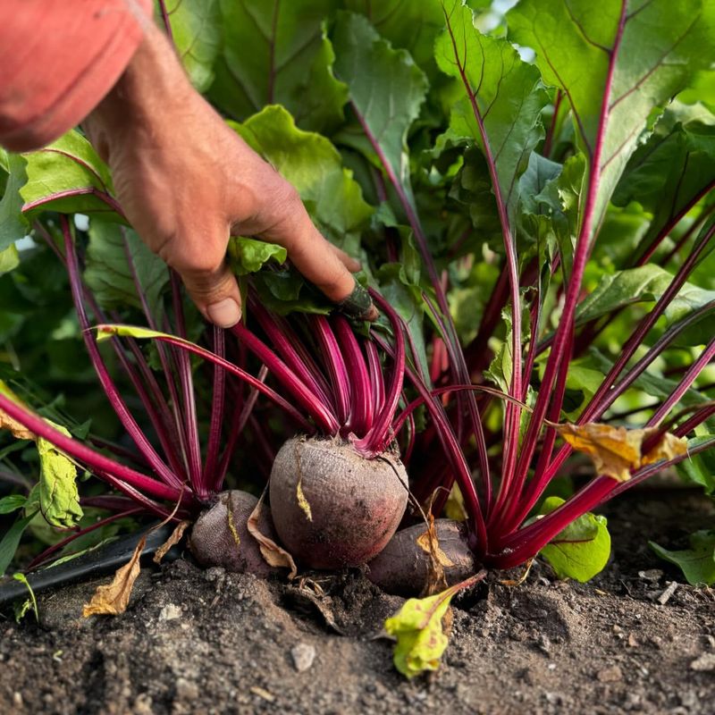 Beets Form Their Best Roots In Cooling Soil Beets Form Their Best Roots In Cooling Soil