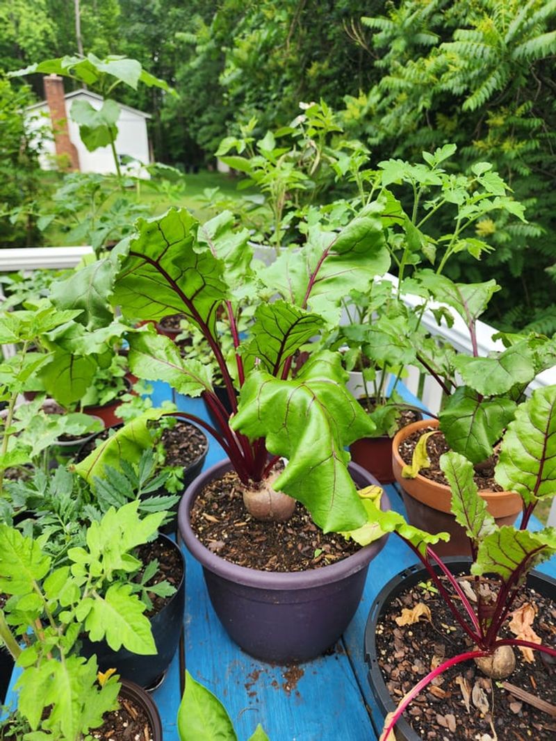 Beets Get Sweeter With Early Timing Beets Get Sweeter With Early Timing