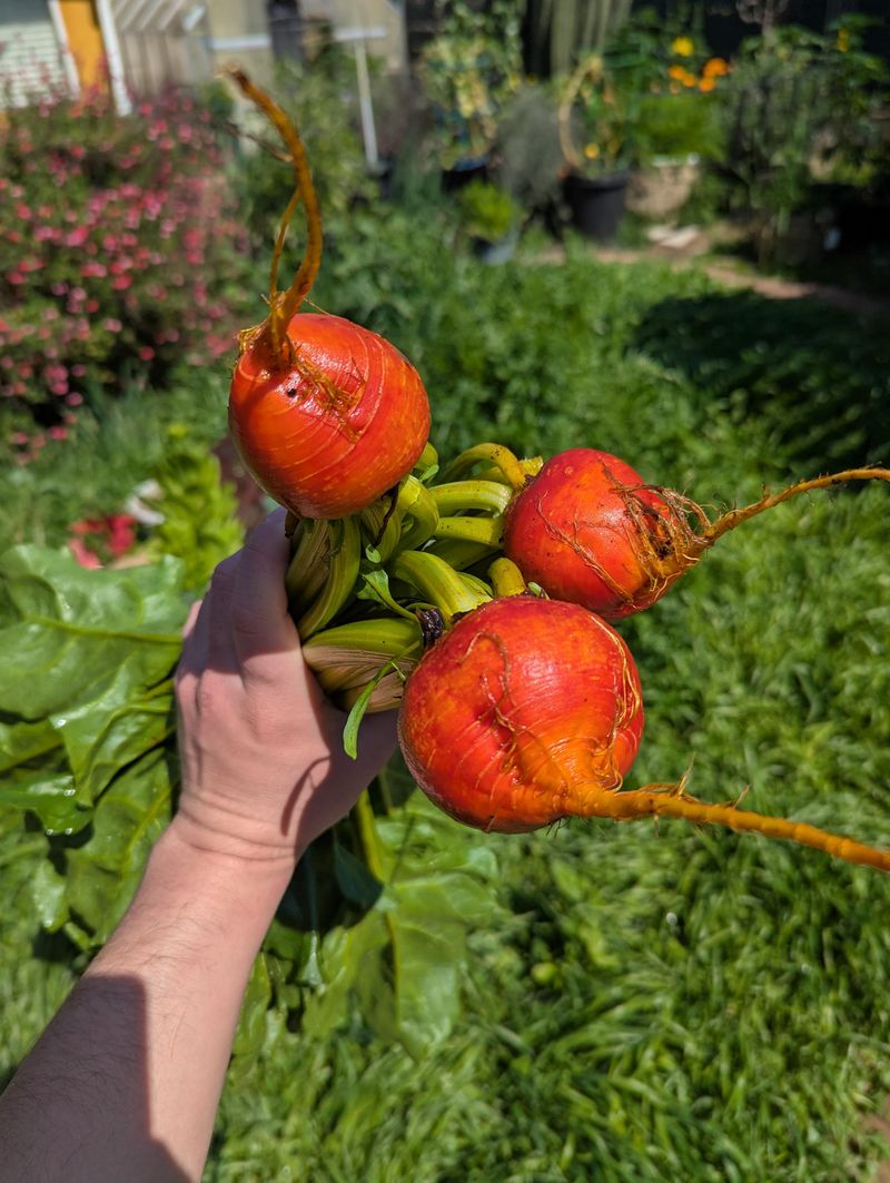 Beets Give Roots And Greens