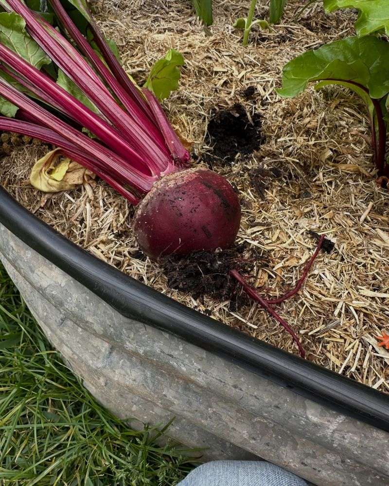Beets Grow Well For Fall Harvests Beets Grow Well For Fall Harvests