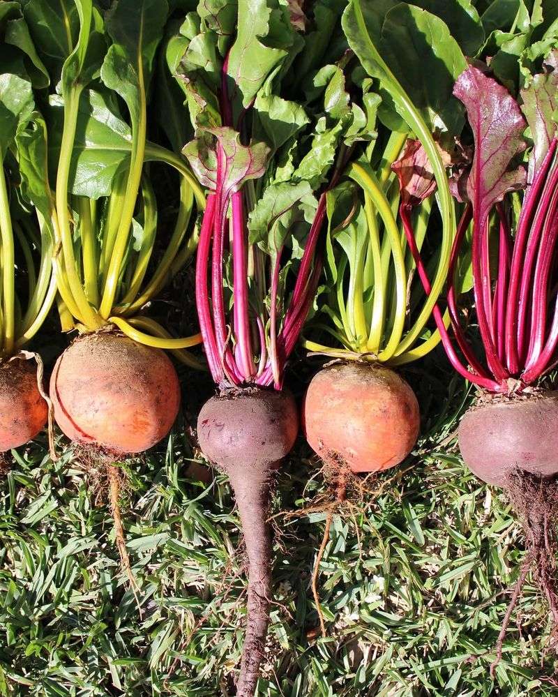 Beets Mature Well In Cooling Soil
