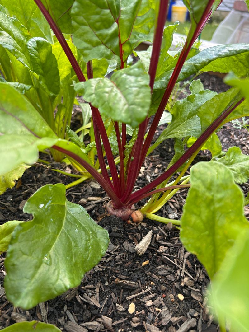 Beets Offer Edible Roots And Tender Tops Beets Offer Edible Roots And Tender Tops