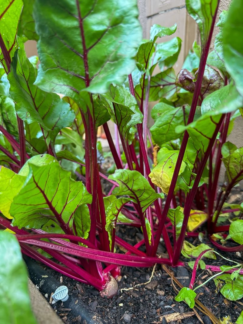 Beets Provide Both Roots And Tender Greens