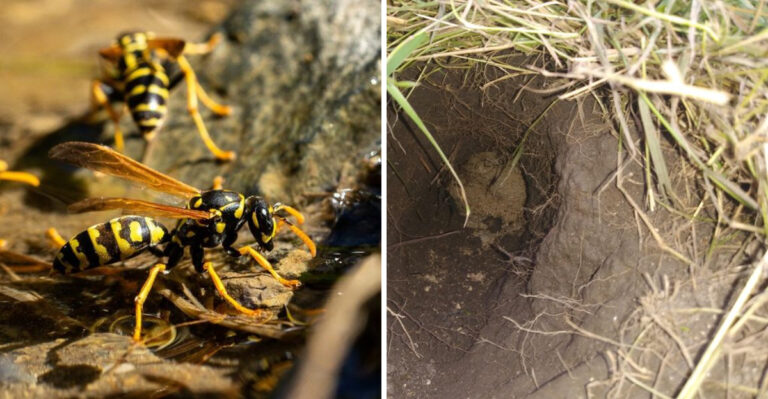 Before Mowing Your Georgia Lawn Check For These Yellow Jacket Nesting Spots