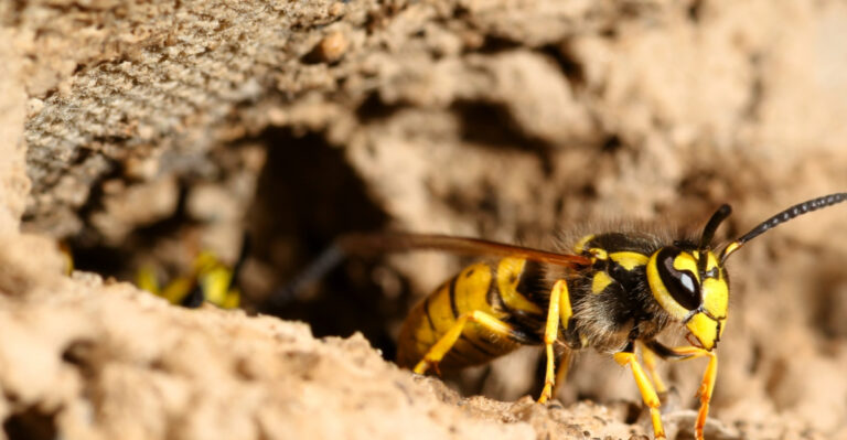 Before Mowing Your Wisconsin Lawn Check For These Yellow Jacket Nesting Spots