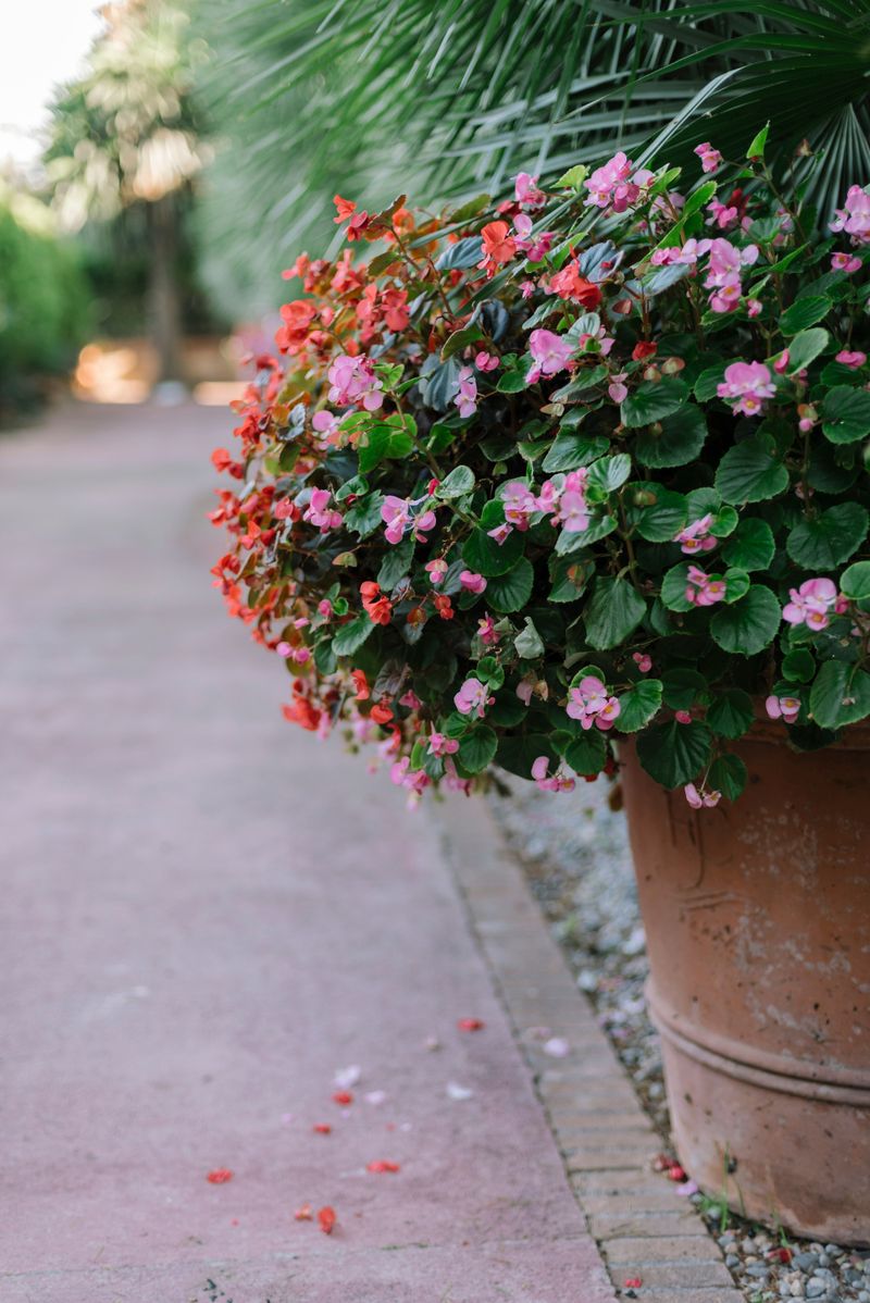Begonias