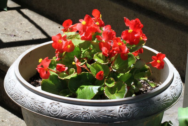 Begonias Handle Humidity Better Than Many Annuals Begonias Handle Humidity Better Than Many Annuals