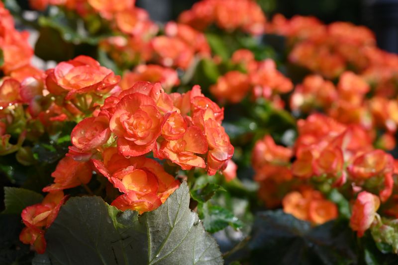 Begonias Begonias