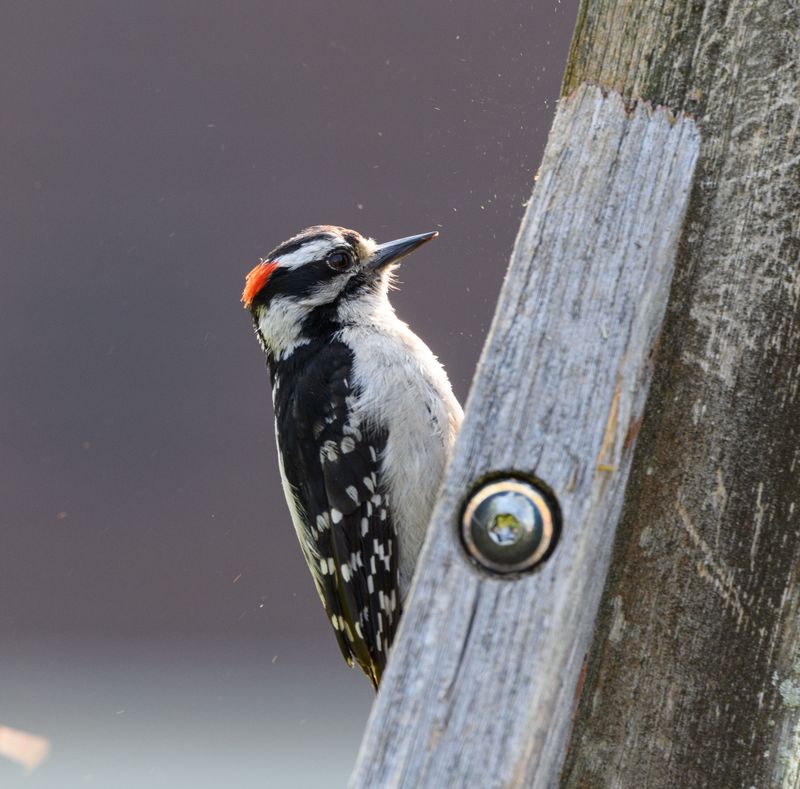 Behavior And Habits Of This Common Backyard Bird Behavior And Habits Of This Common Backyard Bird