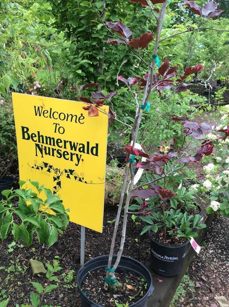 Behmerwald Nursery - Schwenksville Behmerwald Nursery - Schwenksville