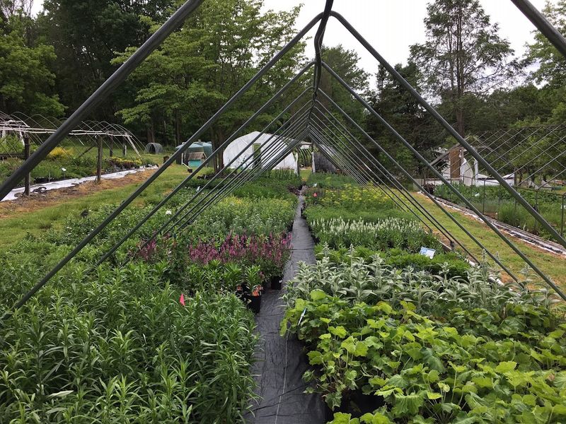 Behmerwald Nursery Stocks Fruiting Trees