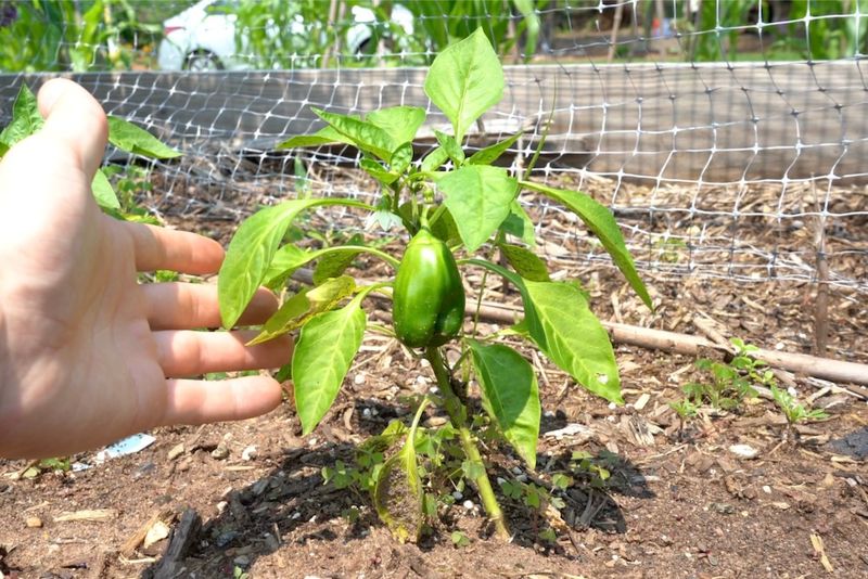 Bell Peppers Are Likely Struggling More Than Hot Peppers