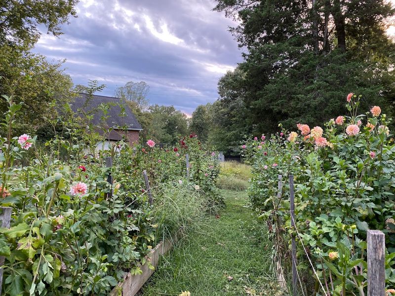 Bellair Farm