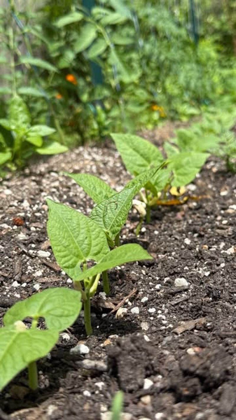 Beneath Mulch And Plant Debris
