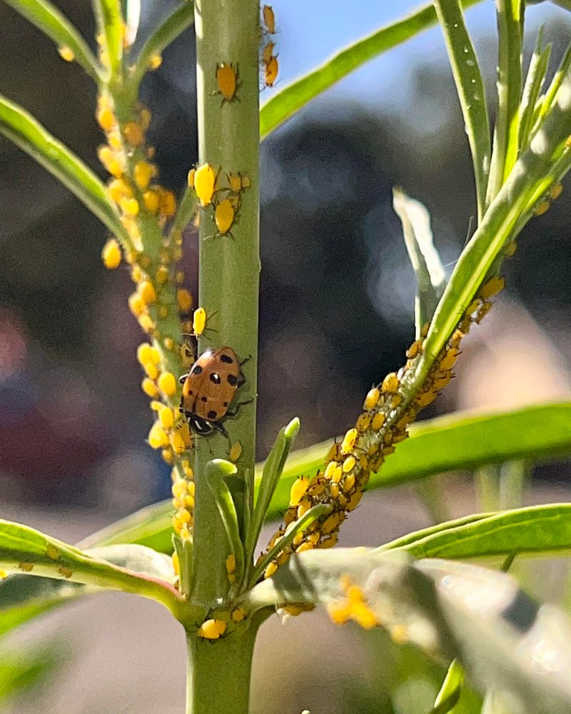 Beneficial Insects May Already Be Working