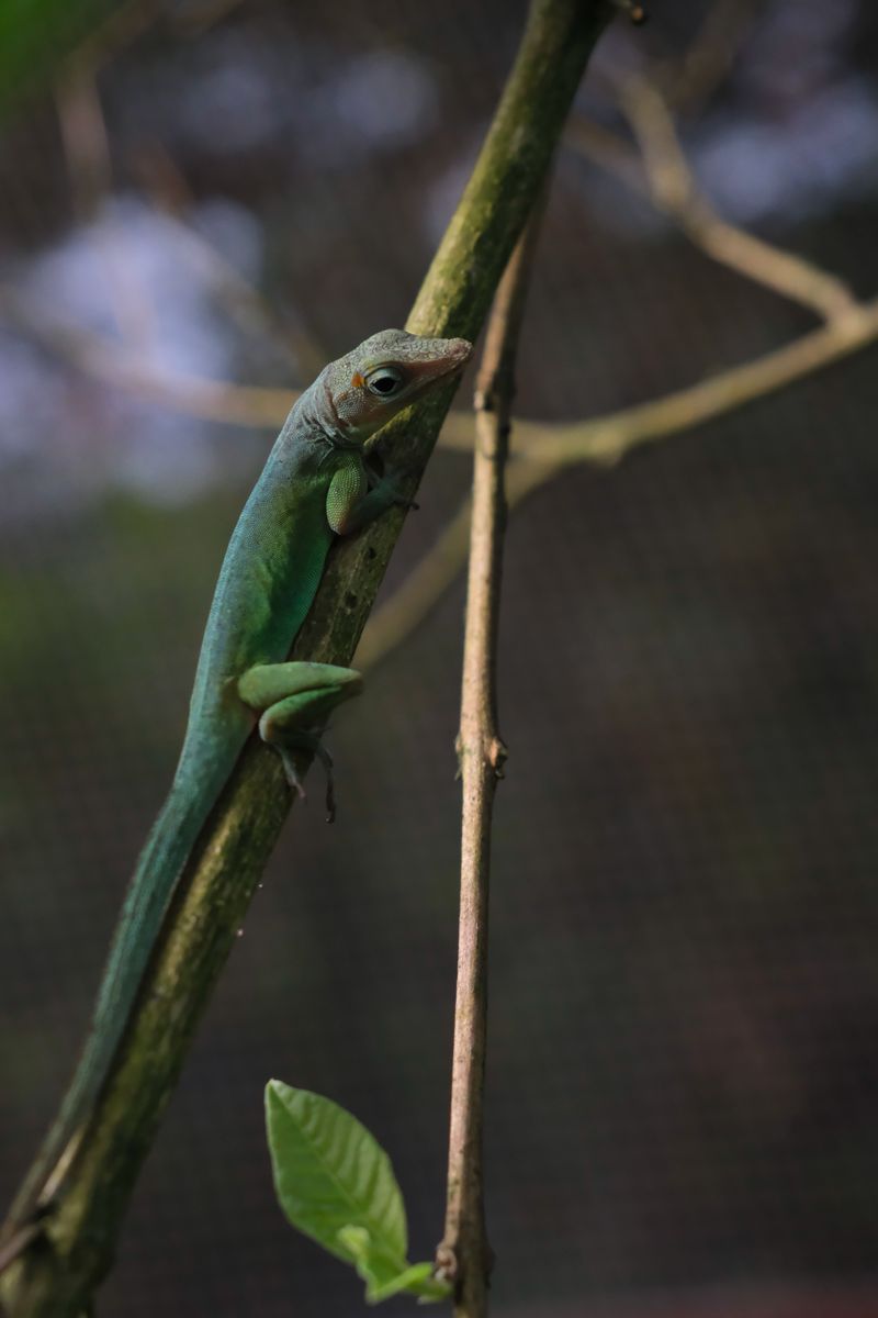 Benefits Of Having Anoles In Your Garden