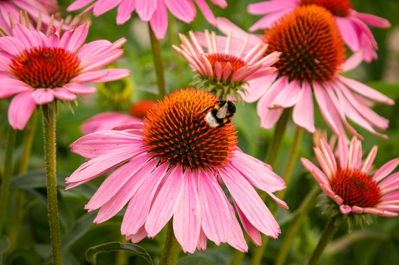 Benefits Of Regular Bloom Removal For Pollinators Benefits Of Regular Bloom Removal For Pollinators