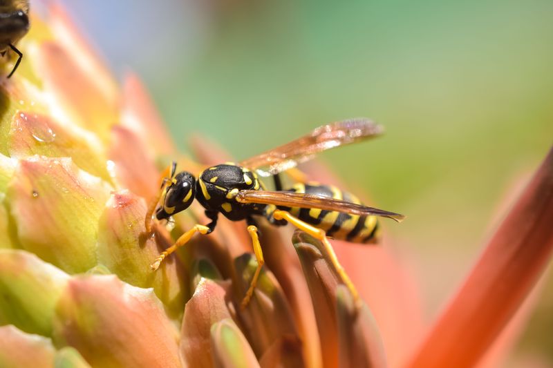Benefits These Wasps Provide Your Yard