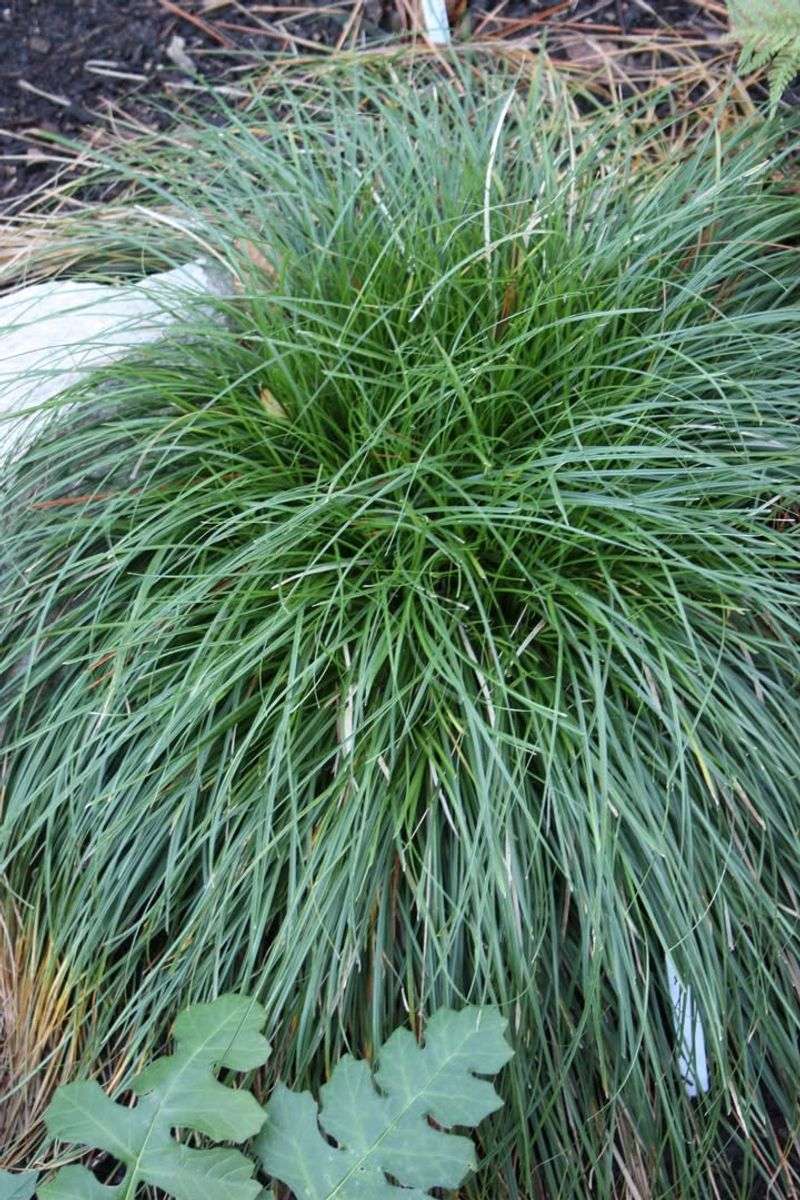 Berkeley Sedge Handles Shade Better Than Turf Berkeley Sedge Handles Shade Better Than Turf