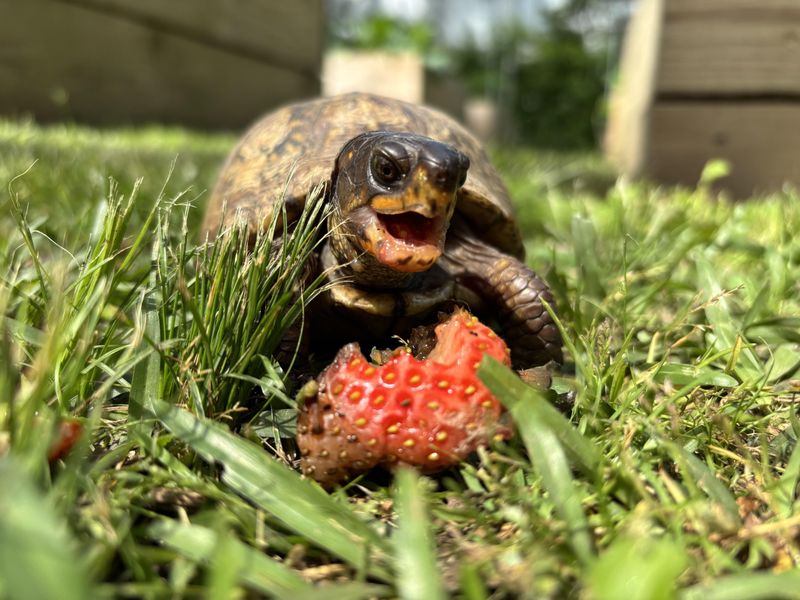 Berries And Soft Fruit Provide Seasonal Food Berries And Soft Fruit Provide Seasonal Food