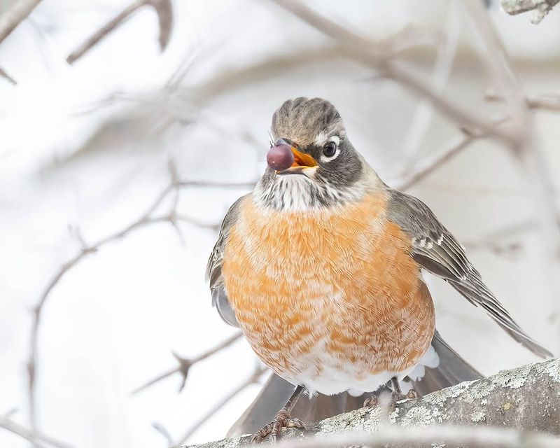 Berries Feed Winter Birds