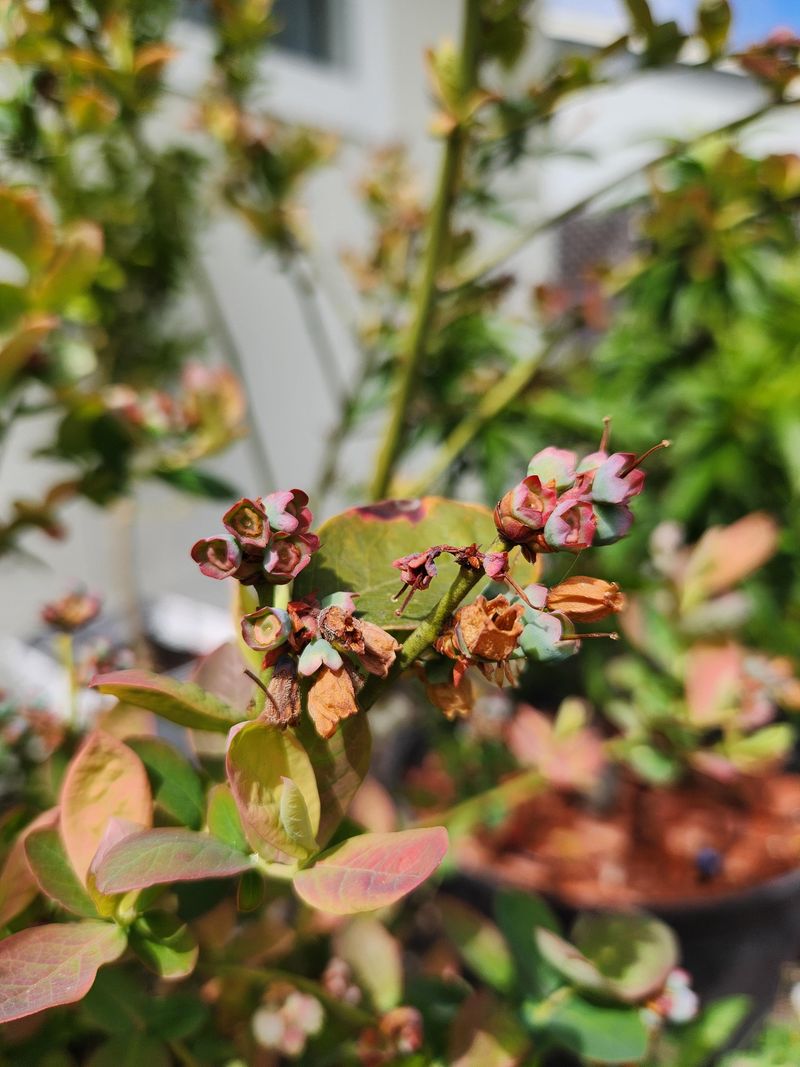 Berries Shriveling Before They Ripen Berries Shriveling Before They Ripen