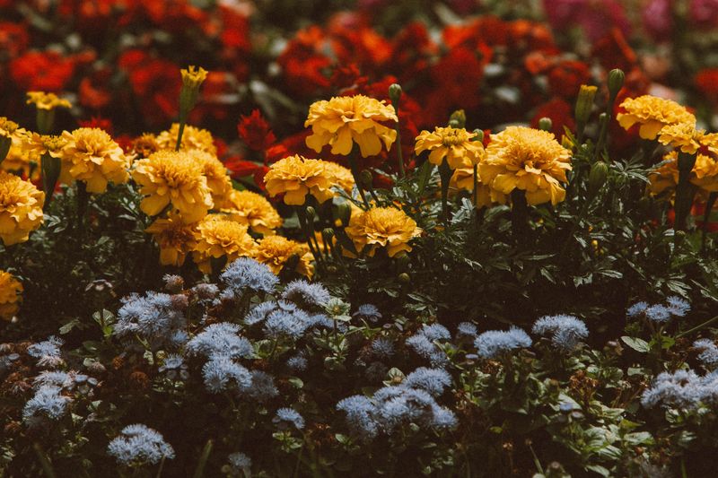 Best Companion Plants And Landscape Uses Best Companion Plants And Landscape Uses