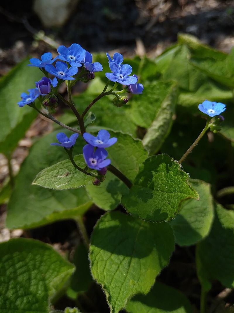 Best Companion Plants To Pair With Brunnera In Shade