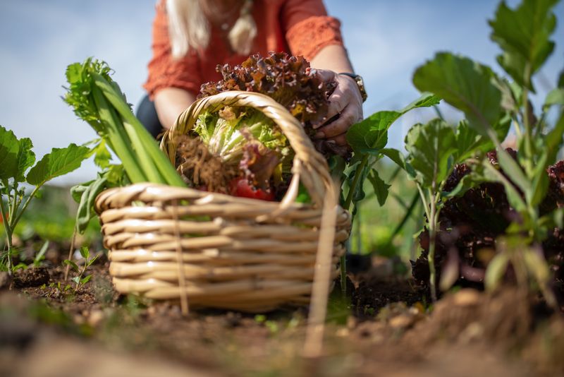 Best Crops To Start For A Fall Harvest