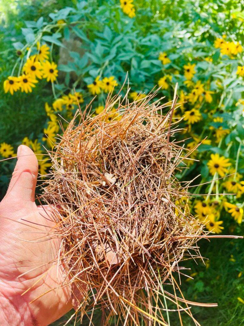 Best Mulch Options For Hosta Beds Best Mulch Options For Hosta Beds