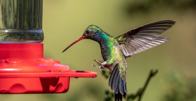Best Places To Hang Hummingbird Feeders In Ohio