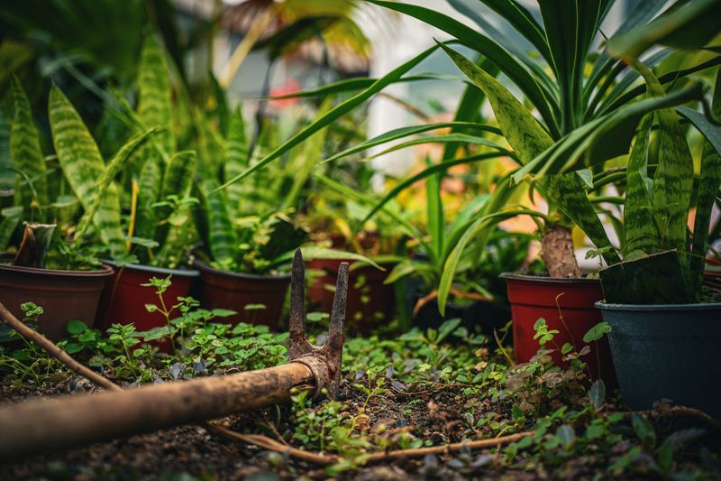 Best Plants To Keep Them Coming Back Best Plants To Keep Them Coming Back