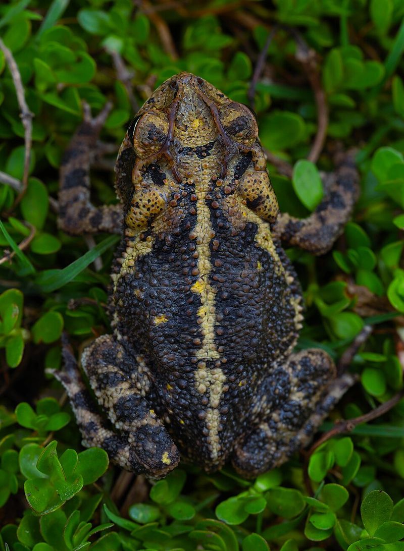 Best Practices For Coexisting With Toads