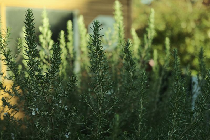 Best Rosemary Varieties And Placement Tips For Pest Control