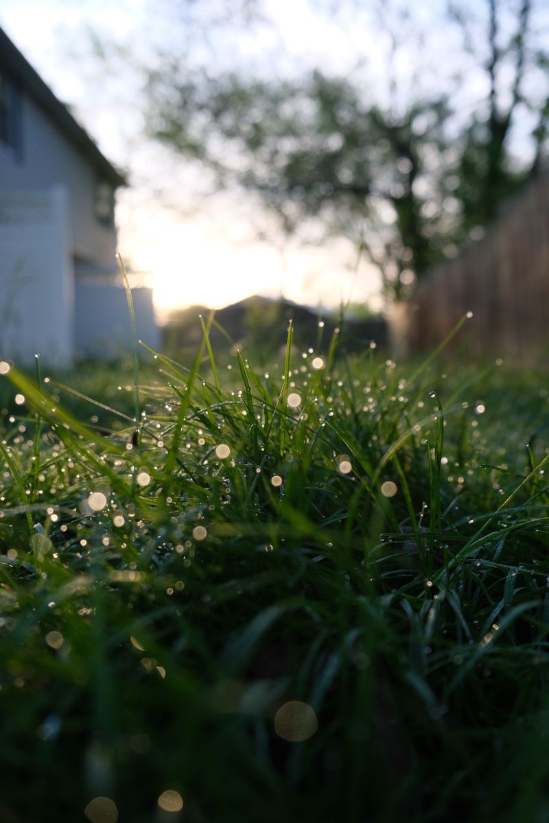 Best Time Of Day To Water Your Lawn