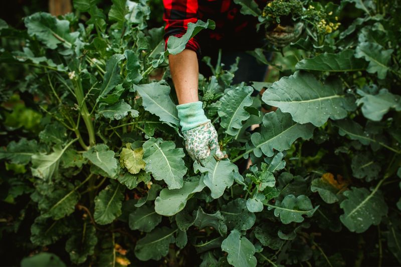 Best Times To Work In The Garden Safely