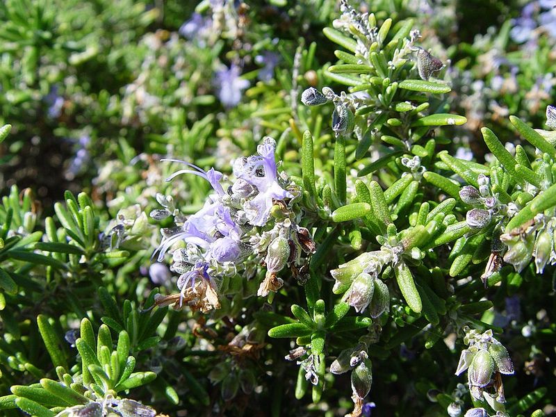 Best Uses In The Garden For Slopes, Xeriscapes, And Rock Gardens