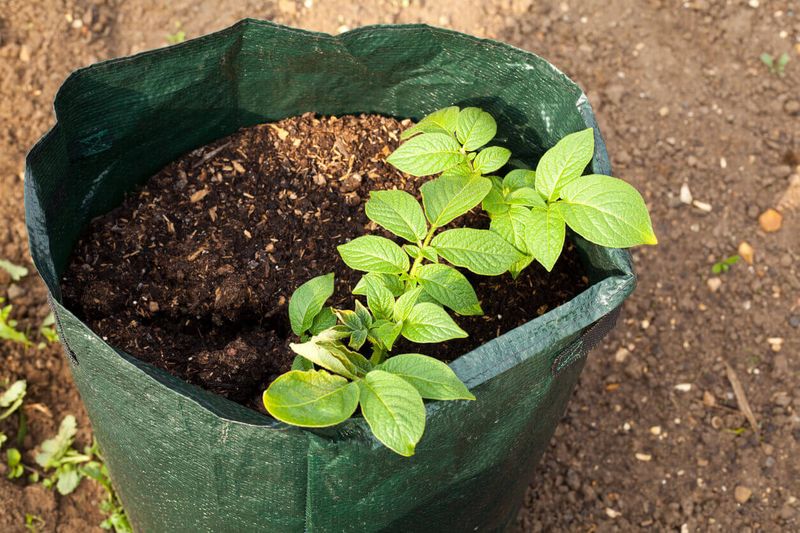 Better Airflow Encourages Healthier Roots