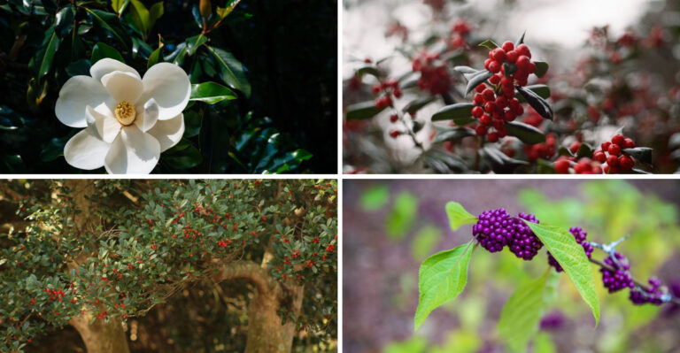 Better Native Alternatives To Crape Myrtles For Louisiana Driveways