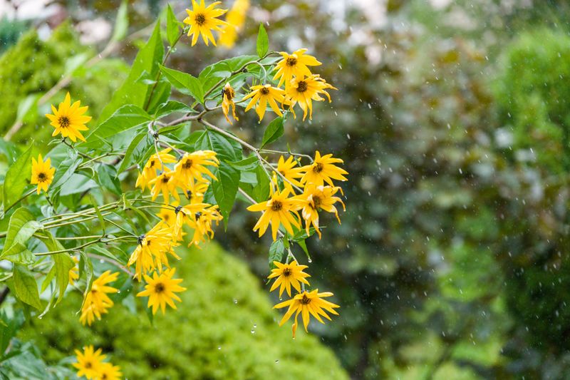 Better Rainfall Kept Blooms Going Longer