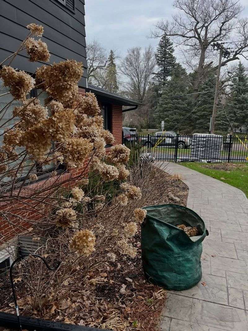 Better Support Can Reduce Future Storm Damage To Your Hydrangeas Better Support Can Reduce Future Storm Damage To Your Hydrangeas