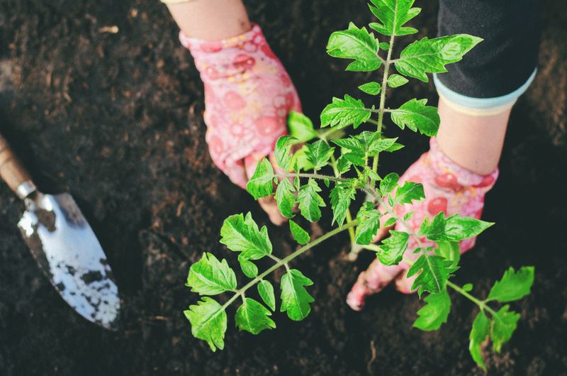 Better Testing Methods Than Guessing Soil Needs Better Testing Methods Than Guessing Soil Needs