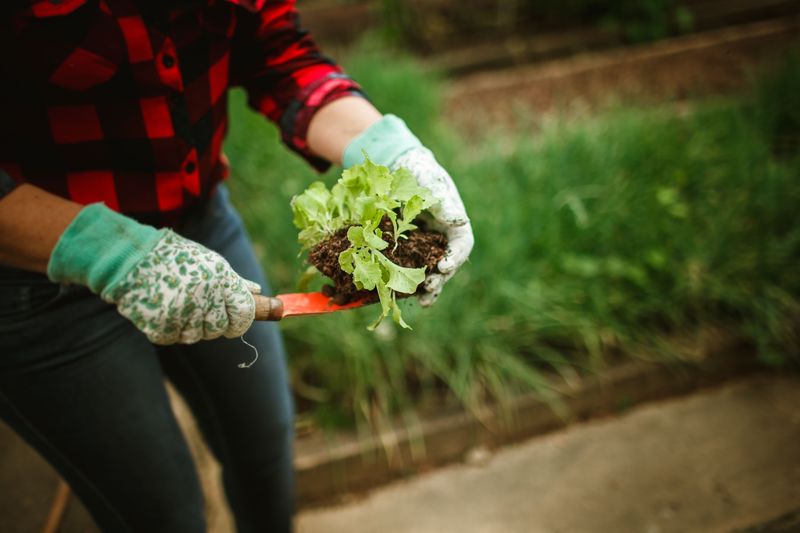 Better Times Of Day To Feed Your Plants Better Times Of Day To Feed Your Plants