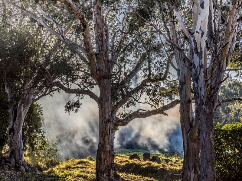 Better Ways To Support Trees During Poor Air Days