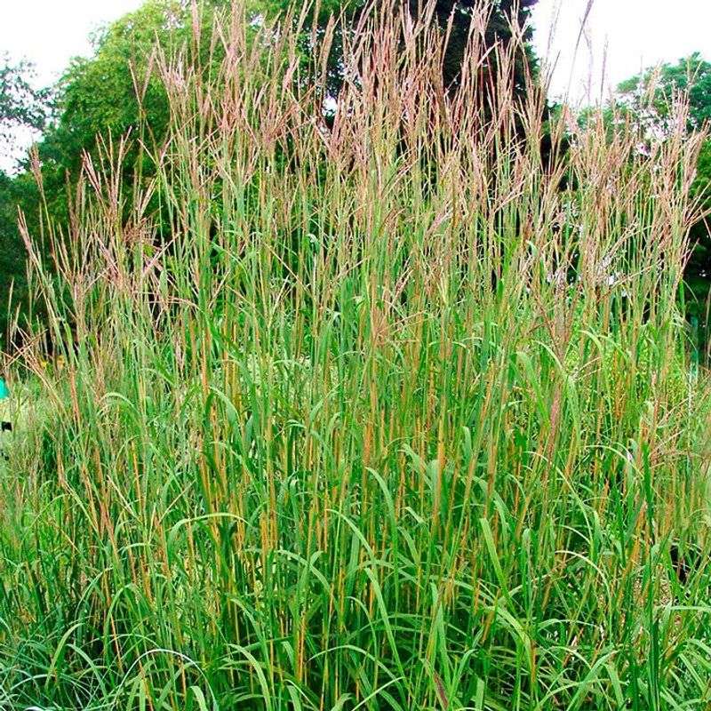 Big Bluestem Adds Height To Spacious Plantings Big Bluestem Adds Height To Spacious Plantings