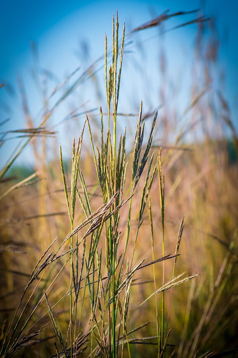 Big Bluestem (Andropogon Gerardii) Big Bluestem (Andropogon Gerardii)